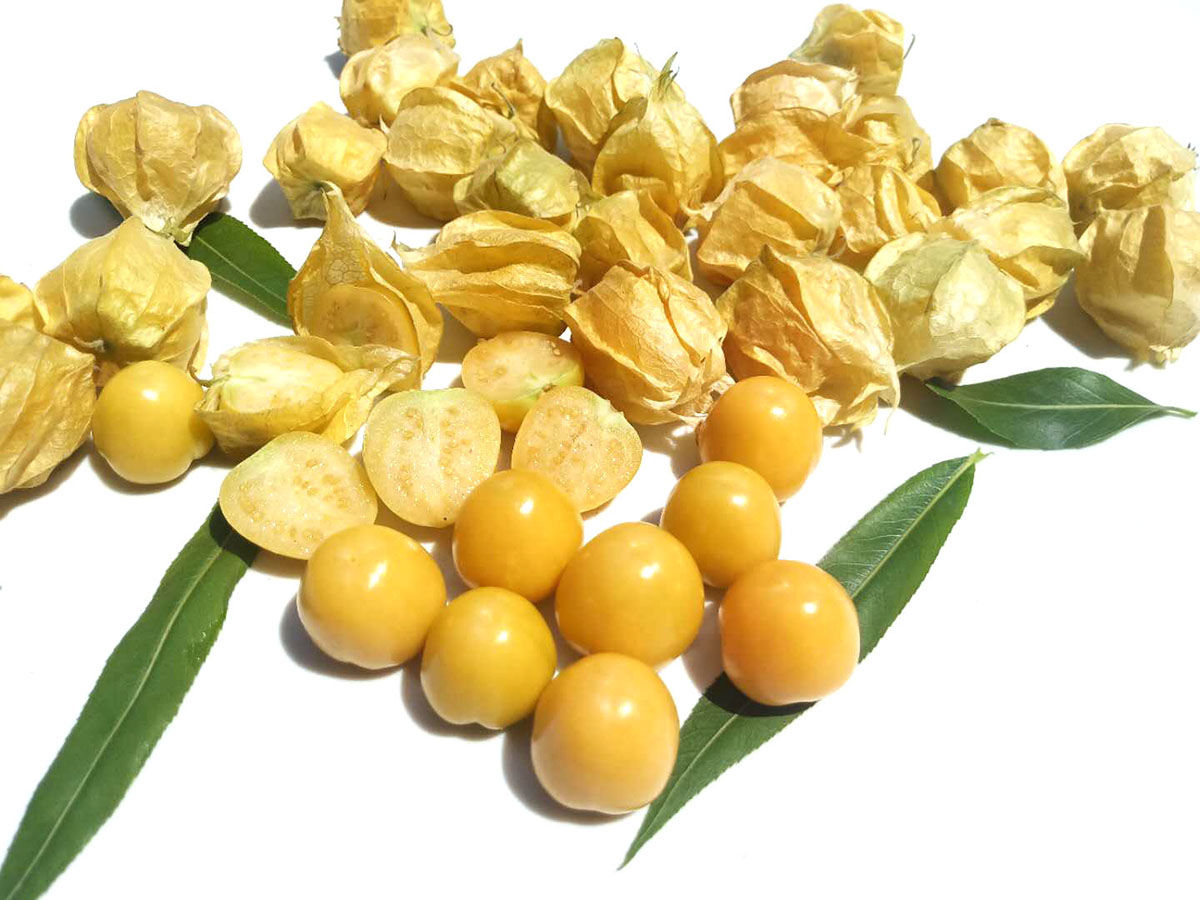 东北姑娘果大果新鲜现货精选灯笼果应季菇娘果水果黄姑娘 2斤净重