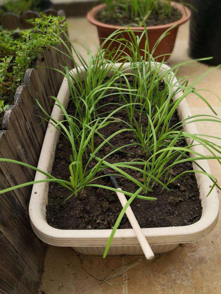 紫根宽叶韭菜根现挖苗红根种子种籽四季蔬菜菲菜种植盆栽孑籽种九紫根