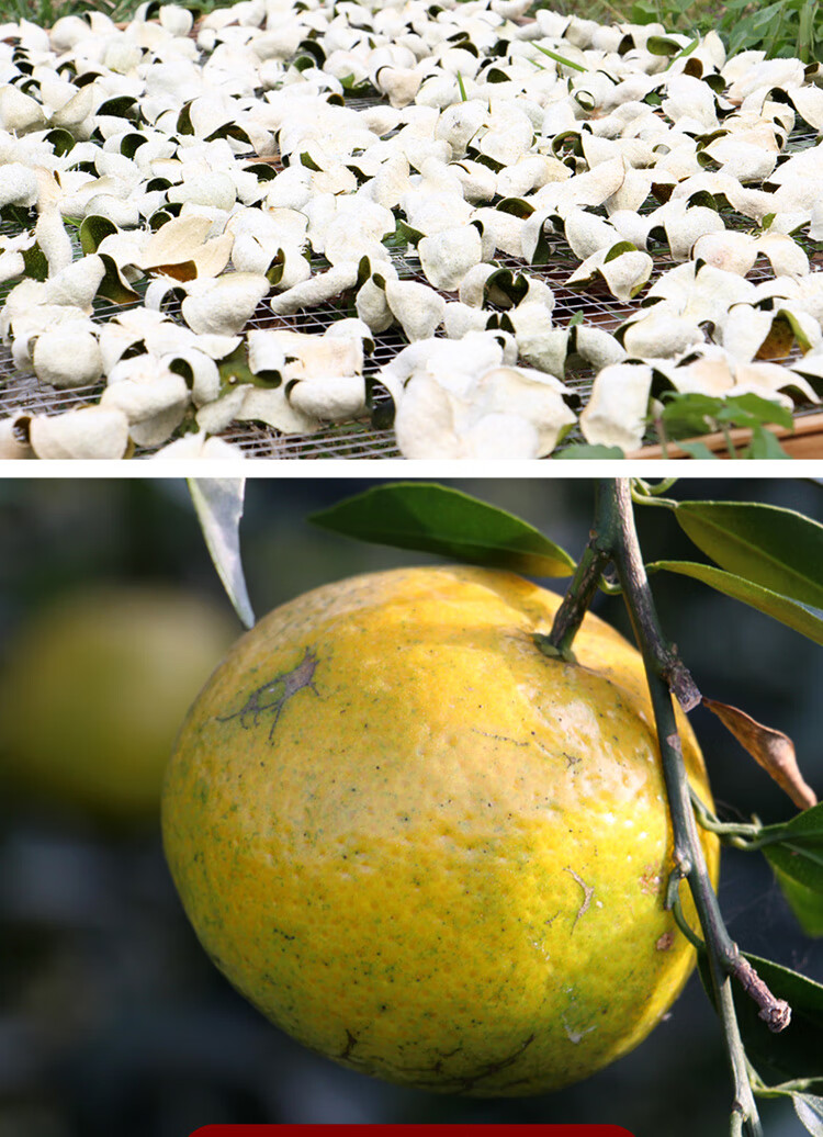 顺丰多地隔日达新会柑鲜果新鲜小青柑天马村新鲜小青柑新会茶枝柑鲜果