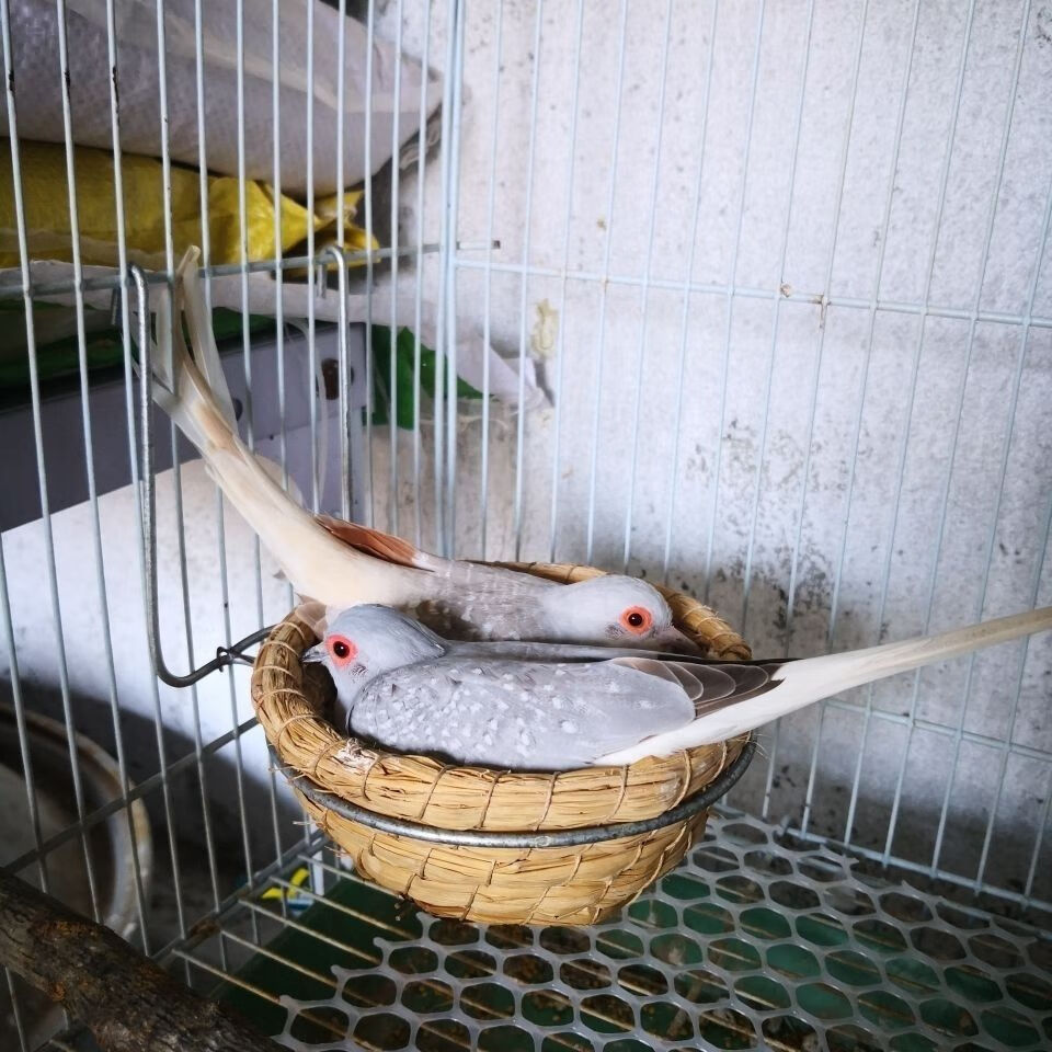 活体宠物鸽薄珍珠鸽袖珍鸽原色驼色蓝白鸽子观赏宠物活体鸟 原始种母