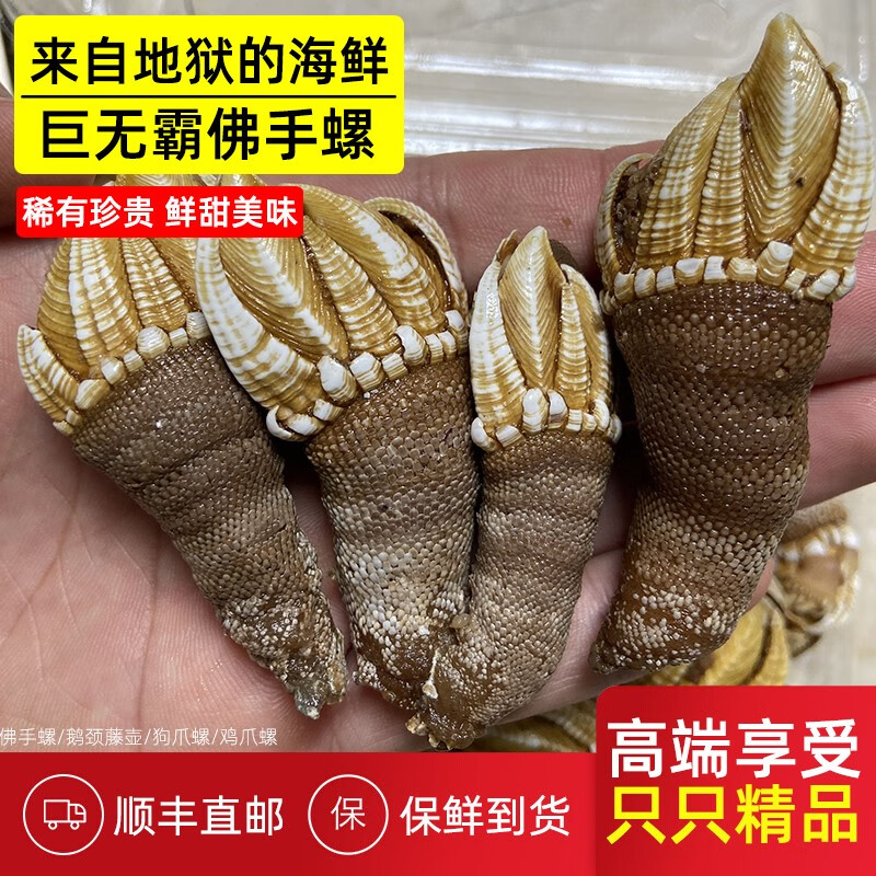 鹅颈藤壶海鲜特大号佛手螺大水产鲜活海鸡脚螺狗爪螺鸡爪螺鬼爪螺 1斤