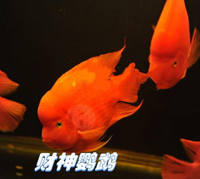 秋穎紅鸚鵡魚活體發財魚風水魚中大型熱帶觀賞魚紅財神元寶金剛鸚鵡魚