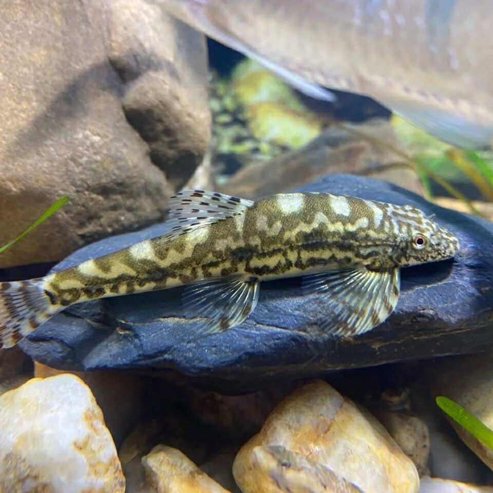 爬岩鳅吸鳅除藻缸壁清洁观赏鱼清道夫双吸盘溪流冷水鱼贵爬琵琶鱼
