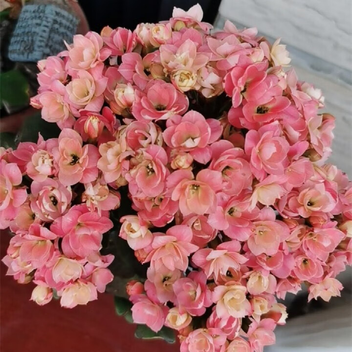 长寿花洛桑女神金狐狸水果糖带花苞开花多肉盆栽带基地育苗盆 果冻 复