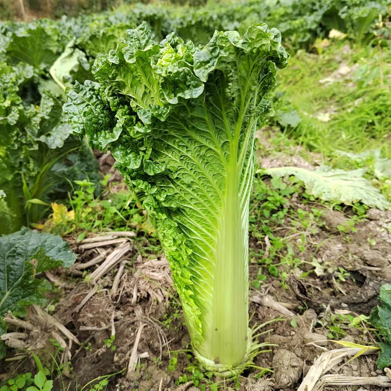 贵州农家露天自种青口白新鲜蔬菜青麻叶大白菜青白口自然成熟 1000g