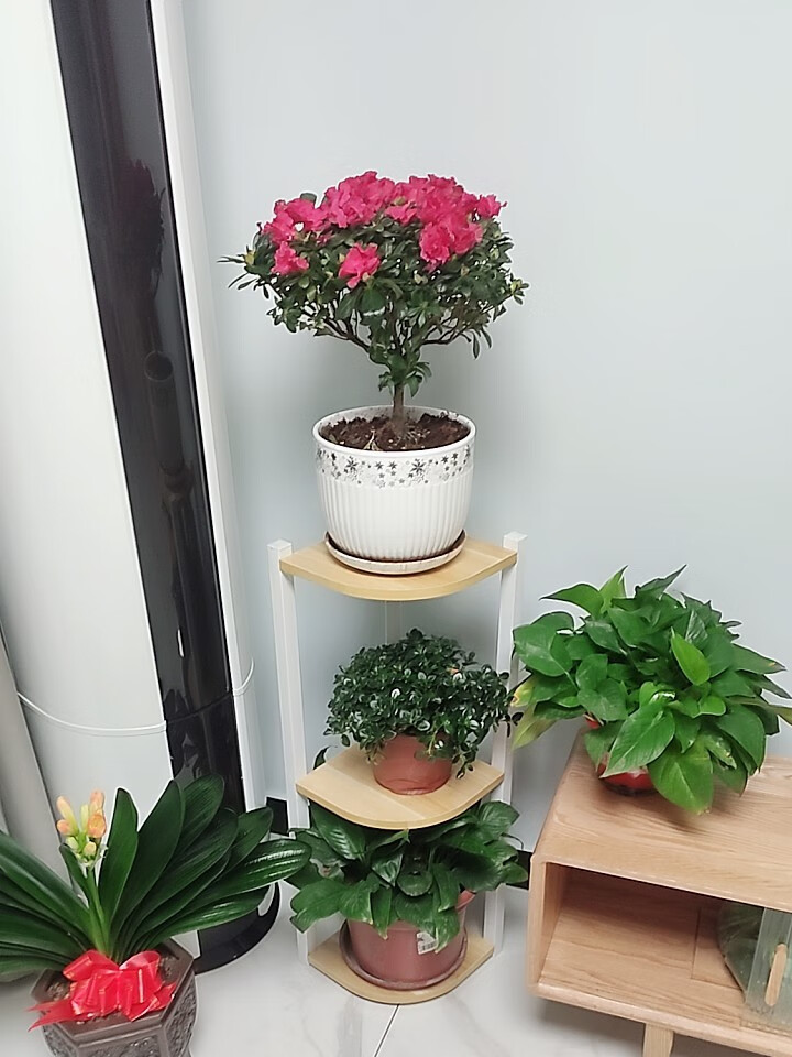 逸德居 转角花架 墙角花架转角置物架三角多层墙角花架客厅室内多肉