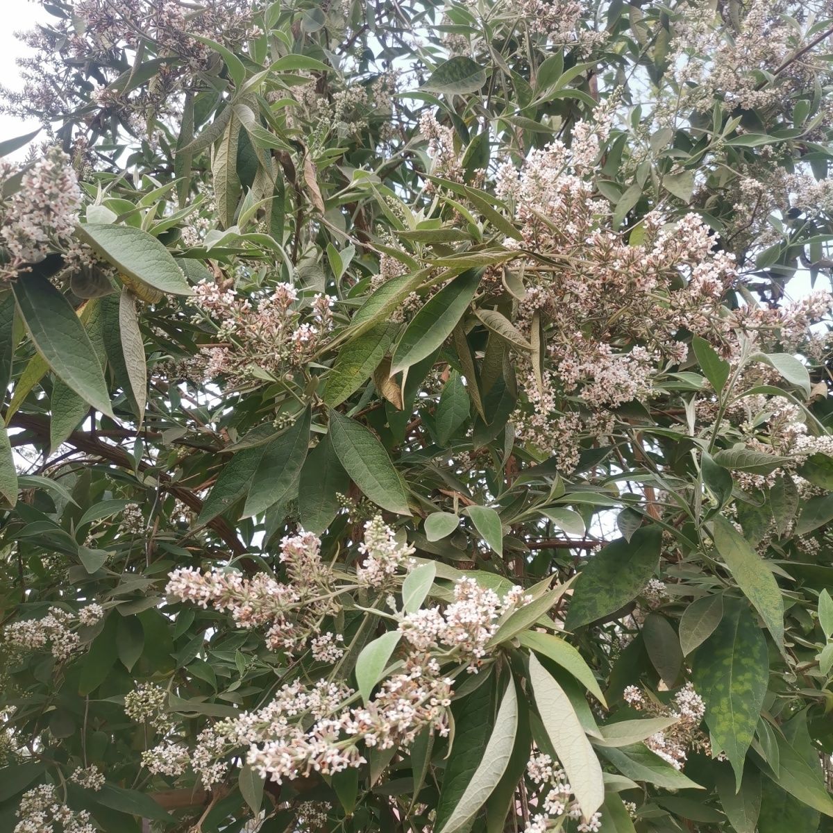 新货贵州黄饭花染饭花天然糯米染色密蒙花茶中药野生密蒙花 500克1斤