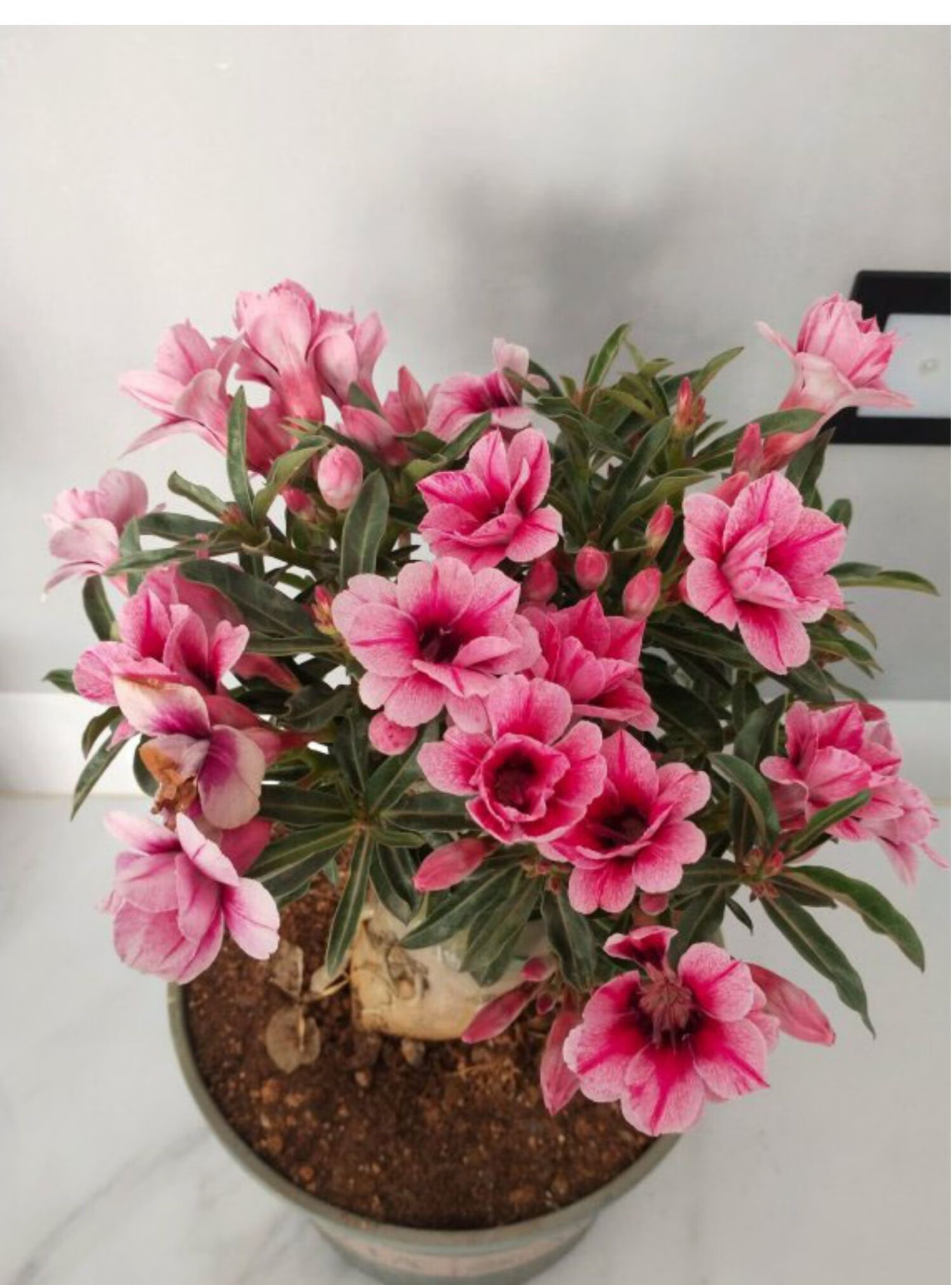 沙漠玫瑰重瓣沙漠玫瑰花苗盆栽带花苞室内老桩四季开花多肉阳台花卉小