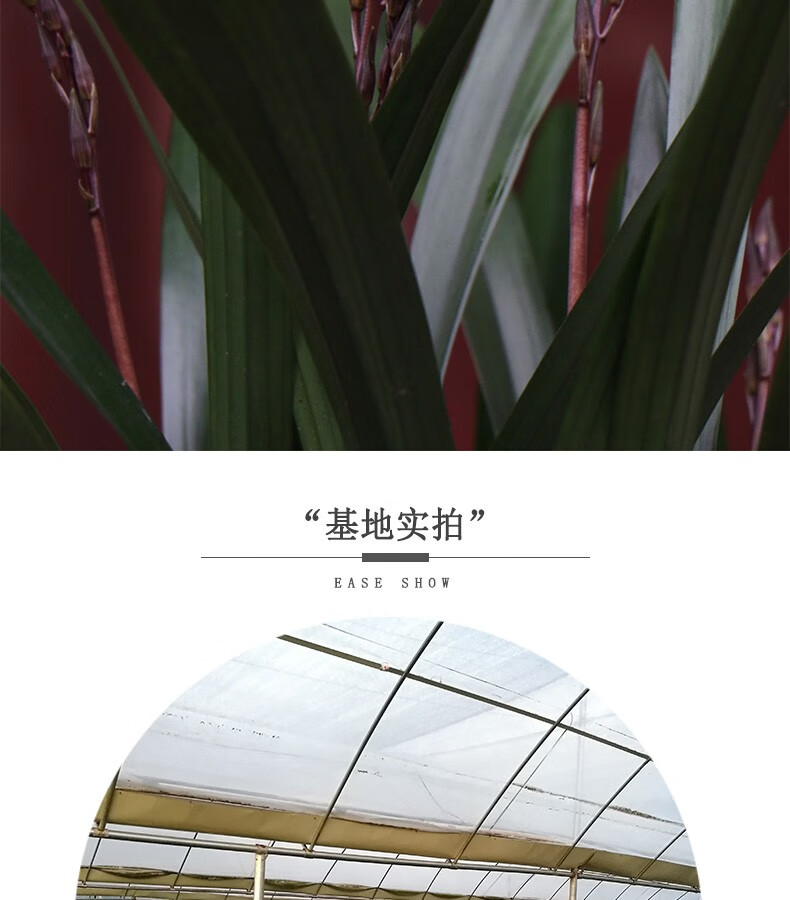 疏影暗香兰花墨兰企黑浓香兰花苗墨兰报岁兰室内客厅办公室盆栽花卉