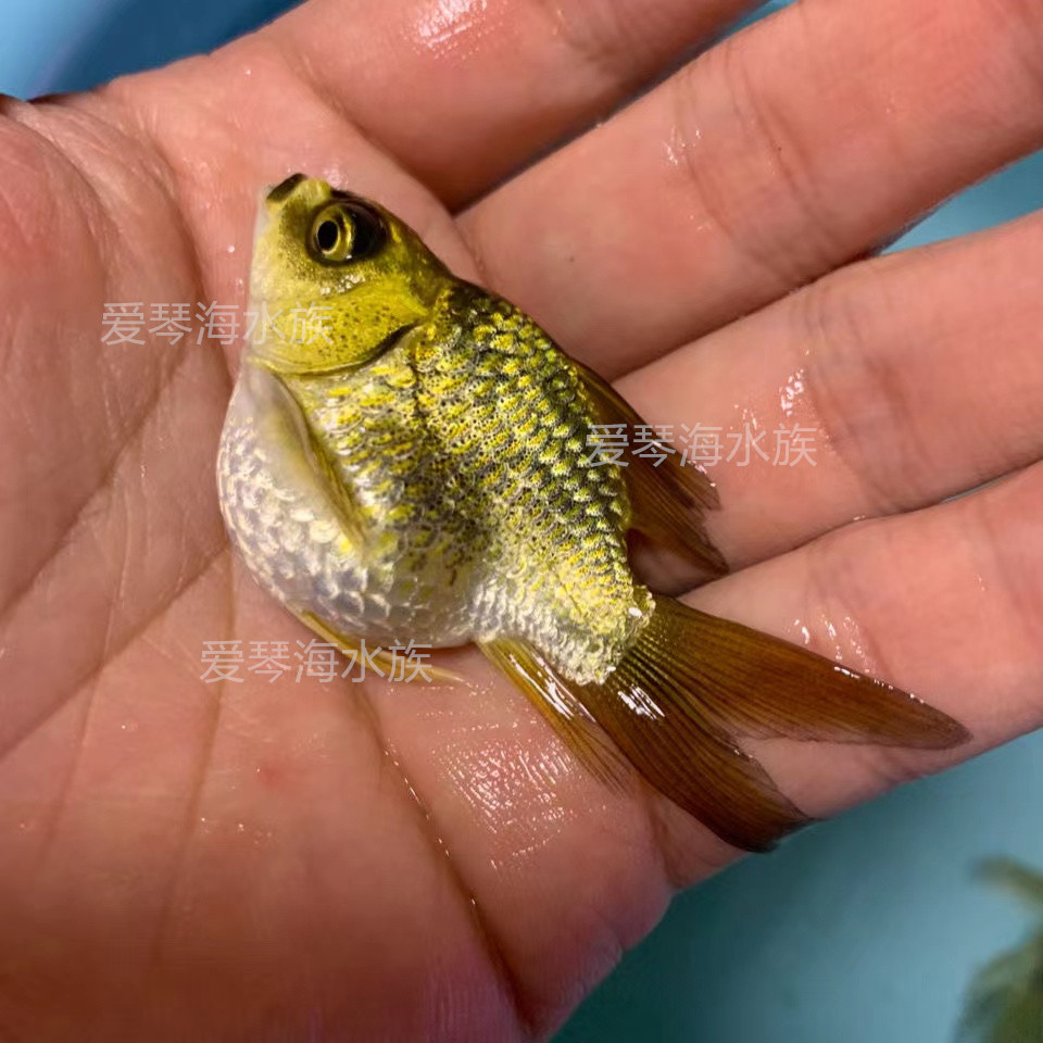 朵芮蜜熊猫蝴蝶鲤冷水观赏鱼大长尾纯种红蝴蝶鲤球体锦鲤鱼苗活体 重