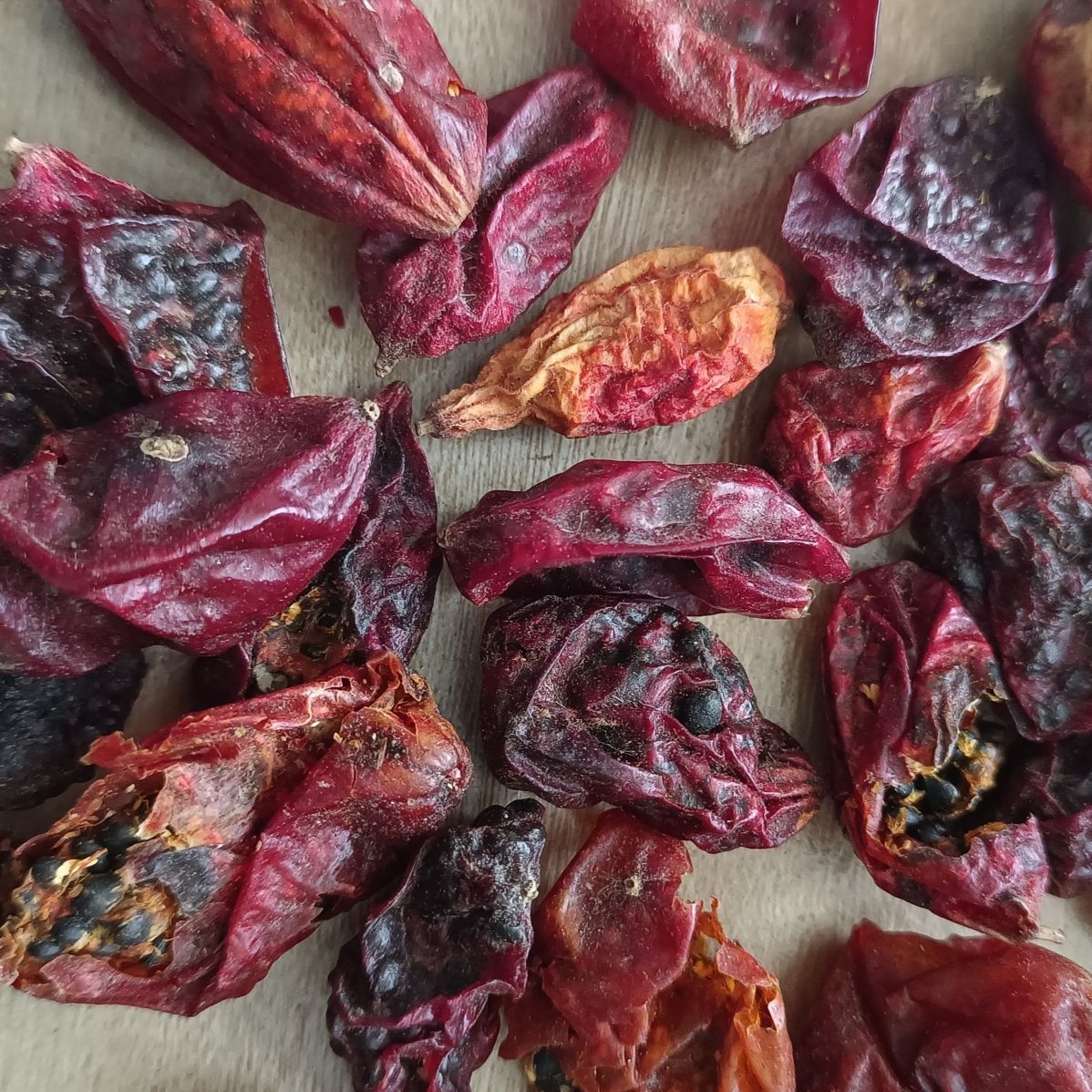 药声录(yaoshenglu)中药材赤包子 赤雹子 赤包 药材 山屎瓜 2罐共发