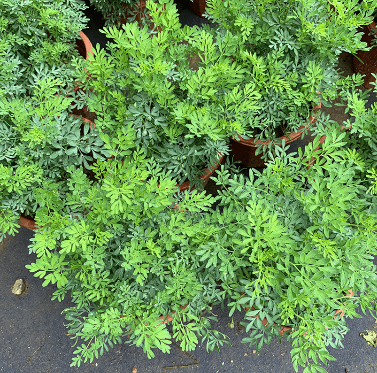 隆鼎芸香草芸香草臭草植物盆栽室外阳台菜园四季花苗臭艾驱蚊草定制