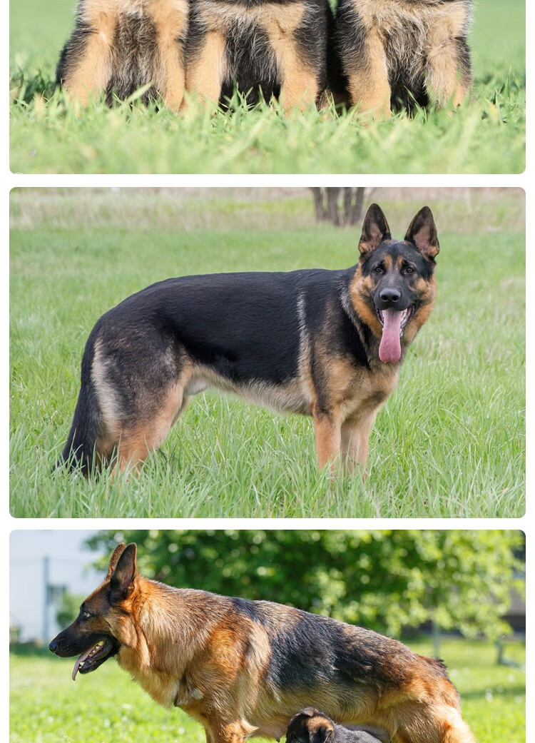 宠心伴德国牧羊犬活体纯种幼犬狼狗公母宠物狗幼崽视频挑选全国运送