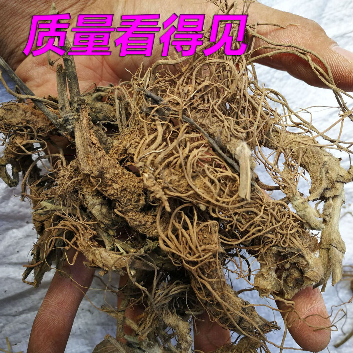 北京同仁堂原料 地胆头干货新鲜野生地胆草根中草药材广东煲汤料红花