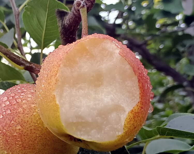 悠妃云南红梨 火把梨 现摘苹果梨酥梨云南水果 梨子 5斤大果【图片