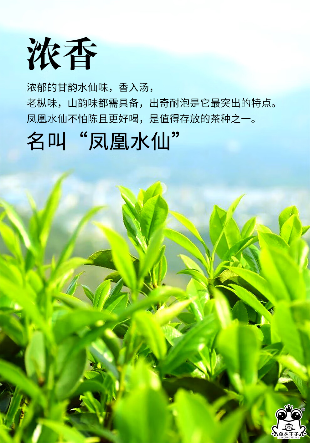 明前春茶 醇甜好喝 潮州凤凰单枞茶 单丛王子500g