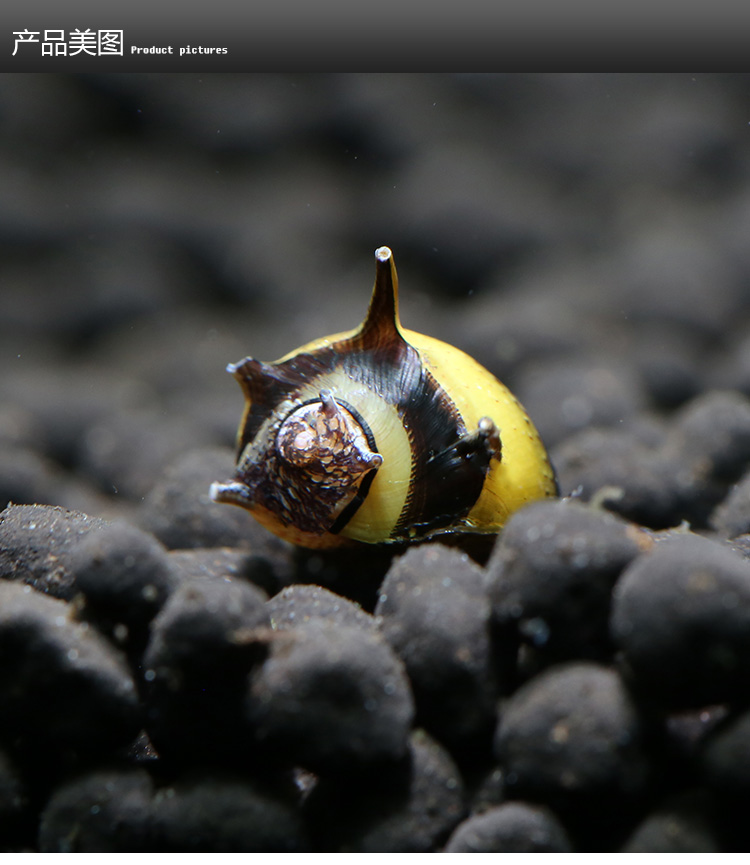 观赏螺苹果神秘黄金斑马马来活体螺黑金刚斑马螺清洁除藻工具螺 黄金