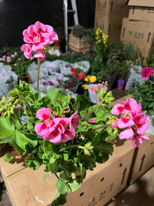 白飞溅天竺葵盆栽白飞溅天竺葵盆栽白飞溅天竺葵盆栽白飞溅天竺葵 19.