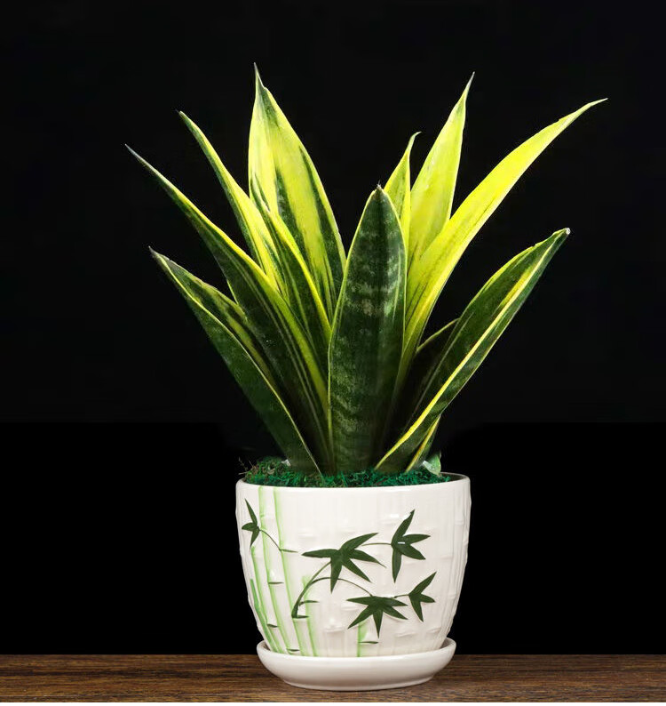 黄金虎皮兰室内客厅办公室桌面四季常青盆栽黄金虎皮兰原盆带盆栽好