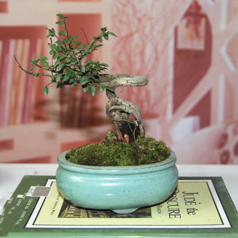 春沭 榆树苗 榆树盆栽 提根榆树盆景 小叶榔榆熟盆露根微型小树桩