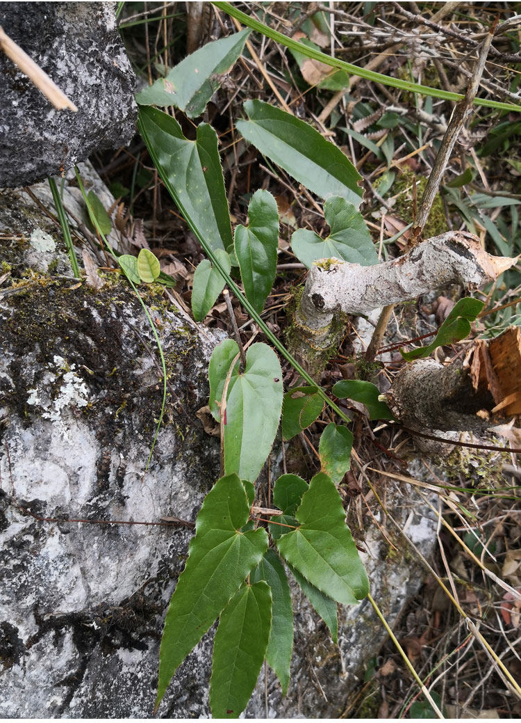 阙磐野生淫羊藿叶500g淫洋霍茶叶洋合叶子仙灵脾整片新货中药材现发