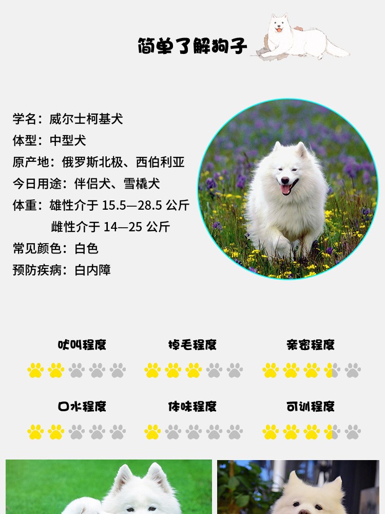 伈偶像 Xinidol 纯种萨摩耶活体幼犬雪橇犬活体幼犬雪白色萨摩耶活体熊版萨摩耶幼犬活体宠物sss级 图片价格品牌报价 京东