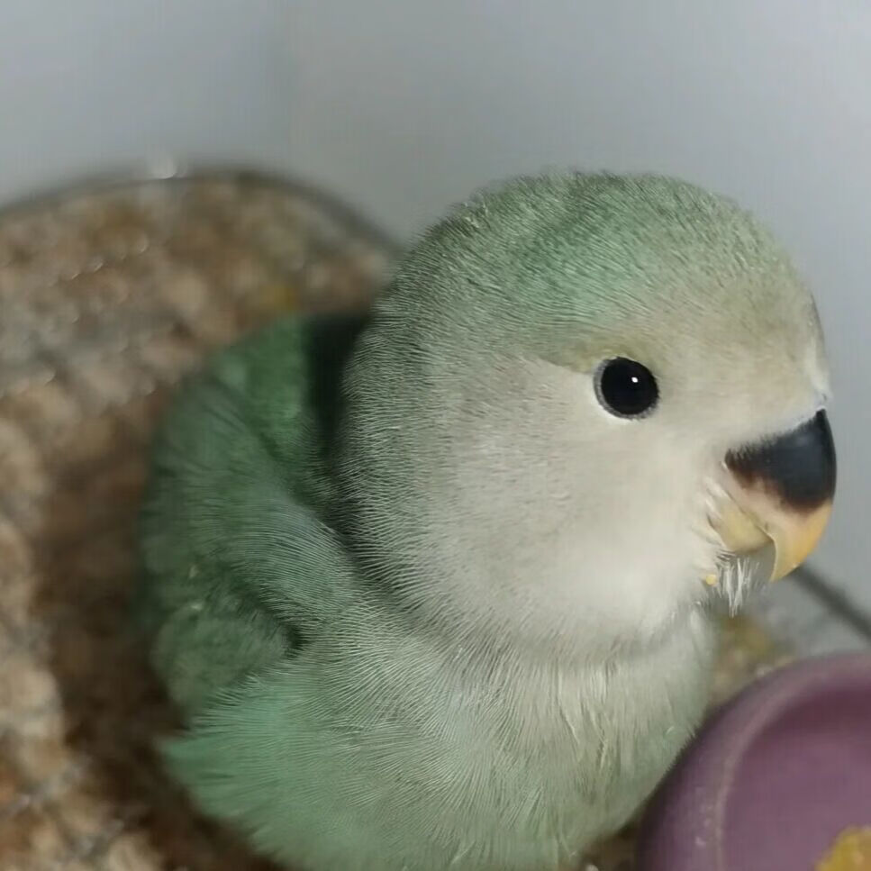 鸚鵡活體 牡丹鸚鵡活鳥黃桃綠桃鸚鵡幼崽雛鳥半毛小鳥一對寵物鳥手養