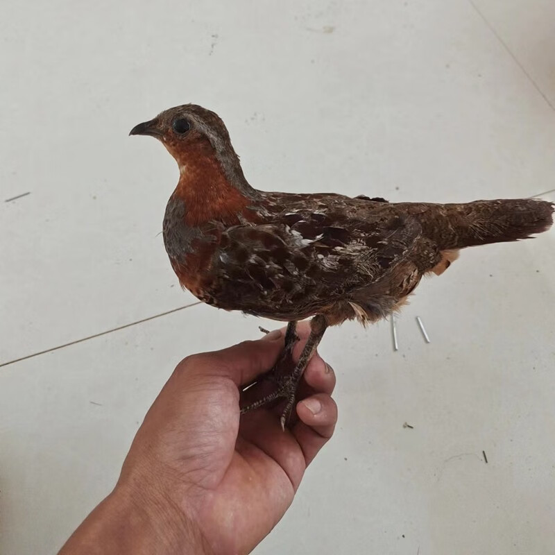 白羌笛 抓鸡神器地插户外观赏笼养殖白面水鸡鹧鸪毛鸡鸟笼工具全套网