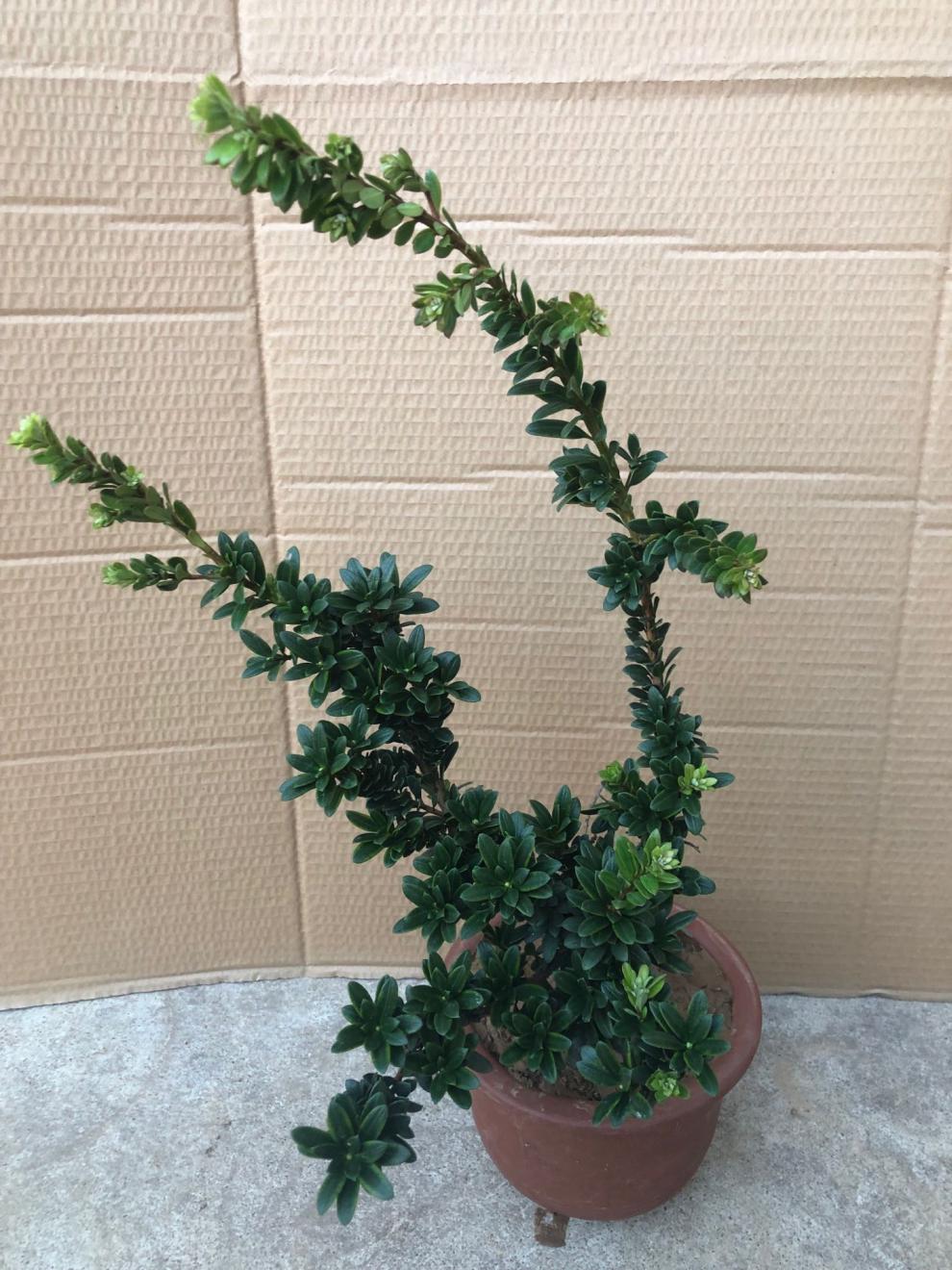 斯柏克园艺圆叶珍珠罗汉松四季常青盆栽苗微型小品素材苗黑珍珠小叶