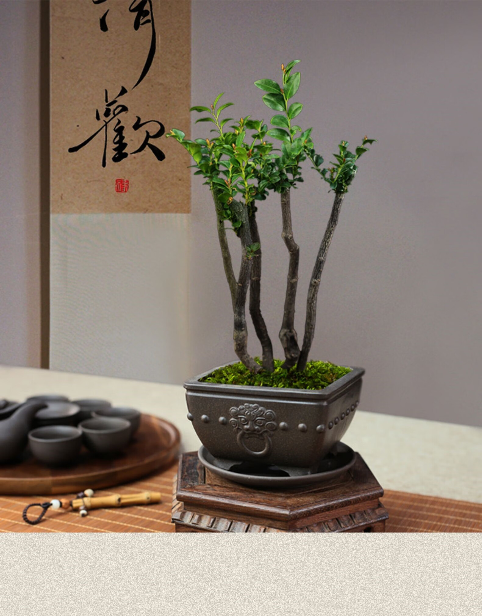 盆景黑骨茶丛林小微盆景室内常绿好养绿植茶桌禅意小植物 圆形束口高