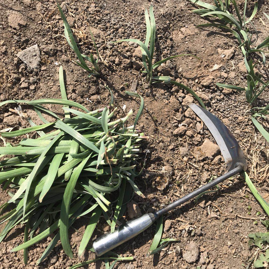 割韭菜小镰刀连割韭菜专用小镰刀小号割刀子除草月牙锄迷你家用工具挖