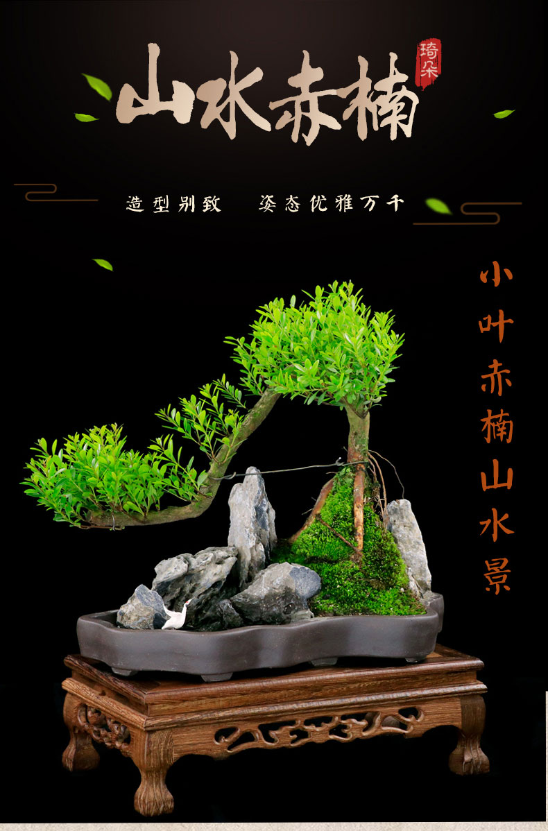 小叶赤楠树桩植物悬崖式山石造型盆景办公室绿植老桩室内盆栽送礼山水