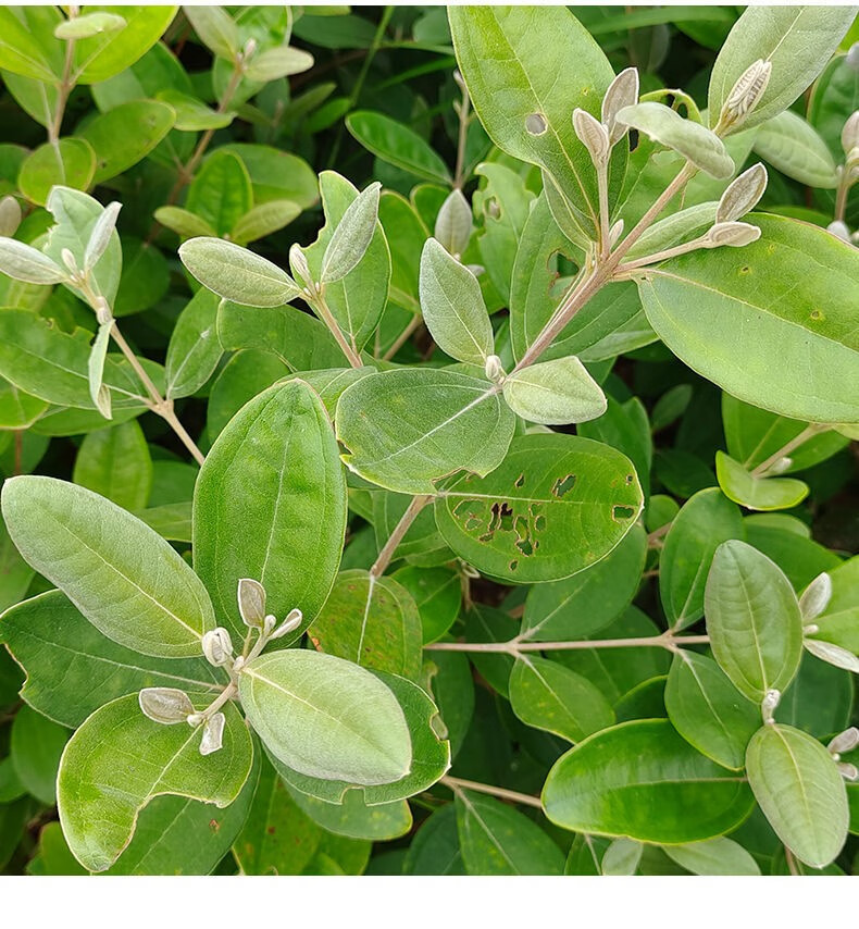 桃金娘树苗捻子果树盆栽地栽野生山乌果菍子苗带杯土带叶广西发货