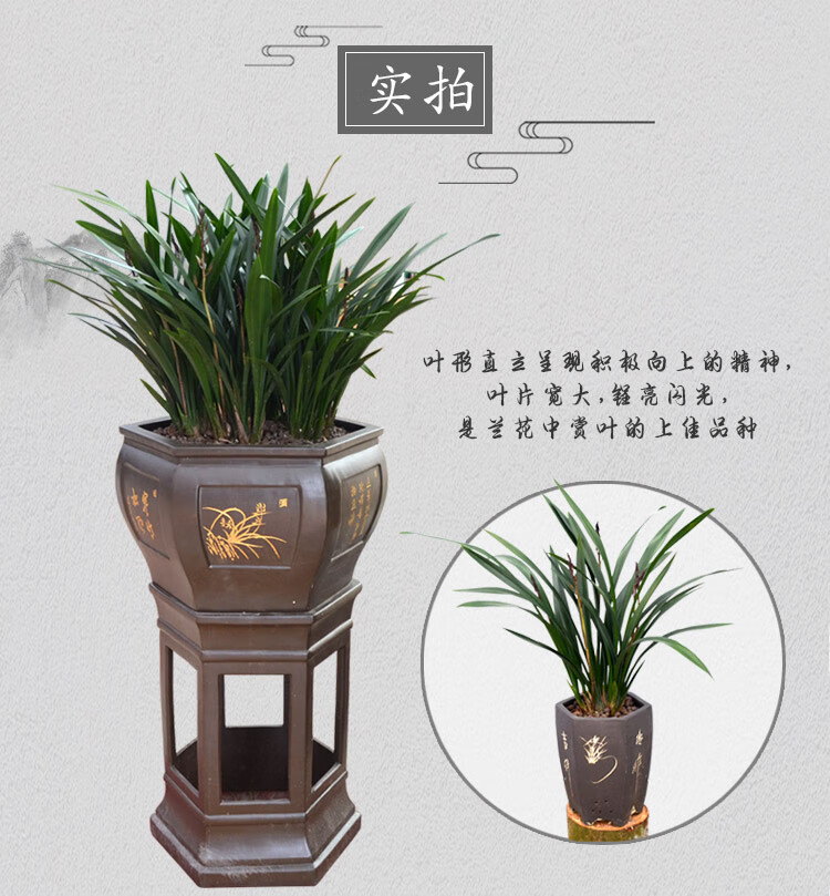 浓香兰花企黑 宽叶金边墨兰企黑爪报岁兰 客厅阳台盆栽花卉绿植物