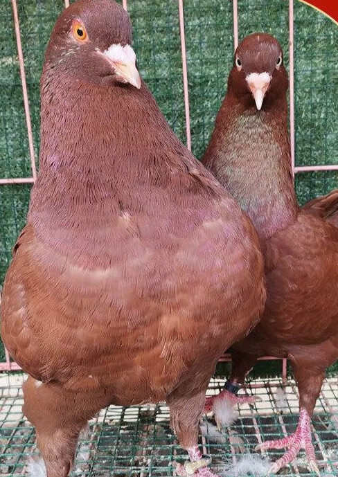 纯种元宝鸽子正宗特大巨型活体青年观赏鸽一对成年一公一母包活 红