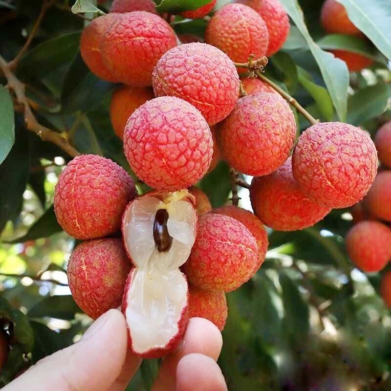 维吉尔广西荔枝妃子笑新鲜水果白糖罂妃桂味黑叶荔枝非桂味荔枝净重45