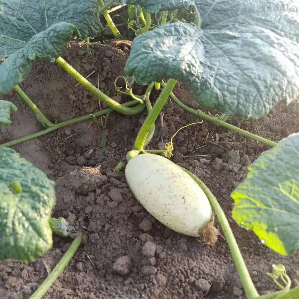 媚调白南瓜新鲜现摘白吊瓜白玉瓜4斤-9斤南瓜北瓜笋瓜干瓜包子饺子馅