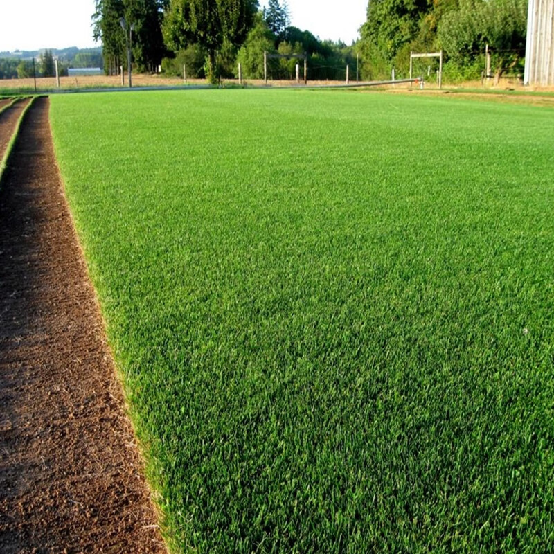 长镰草种子响铃草墓地草坪种子耐旱耐贫瘠四季青草籽坟头草台湾青景观