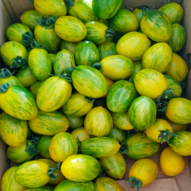 东北皮球柿子2kg 新鲜水果虎皮小番茄新开园春桃柿子花皮小西红柿