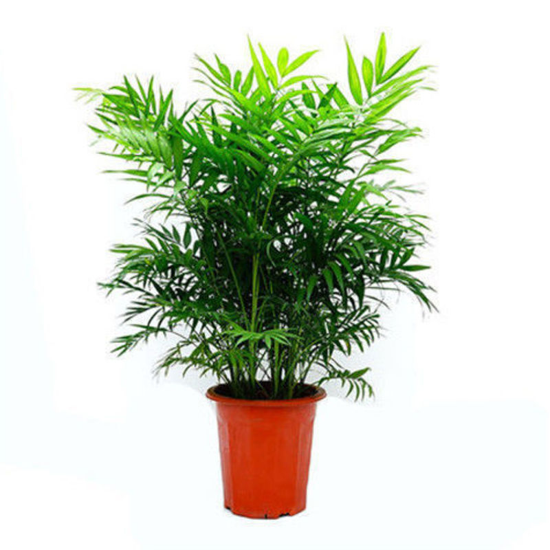 协洛散尾葵盆栽四季常青绿植凤尾竹室内客厅阳台办公室桌面盆栽 25cm