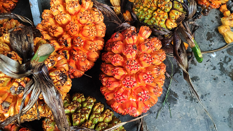 滴血莲花菩提原料19年新鲜整果原籽毛料血单颗野菠萝sn6402全9瓣干籽