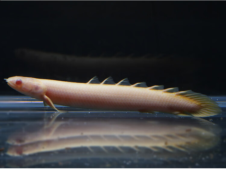 虎斑恐龙鱼活红眼恐龙九角恐龙热带鱼观赏鱼大型鱼宠物鱼龙鱼配鱼