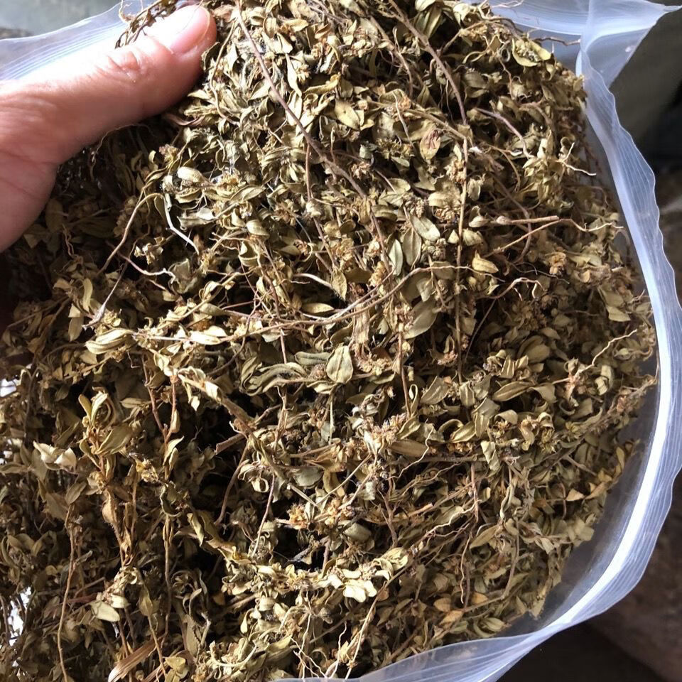 中药材小金牛草小金不换七寸金紫背金牛小兰青