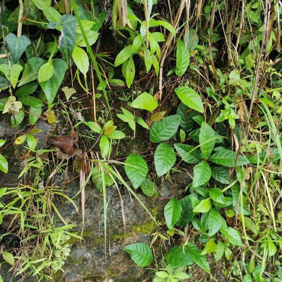 有仁堂 贵州地瓜藤野牲新鲜地瓜藤中草药材地枇杷根地瓜泡可药用下单