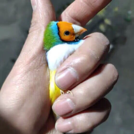 宠物鸟五彩鸟手玩鸟小鸟普彩金背蓝背七彩鸟活物 金贝公一只【图片