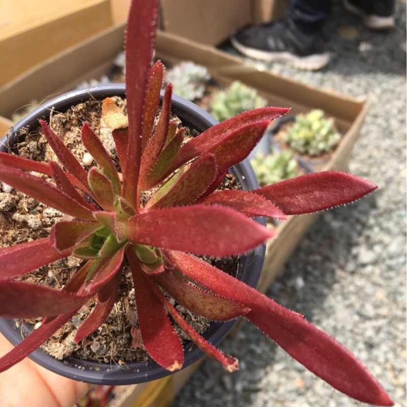 黑法师 红法师 灿烂 法师锦 艳日辉 爱染锦 绿茶 绿羊绒 圆叶黑法师