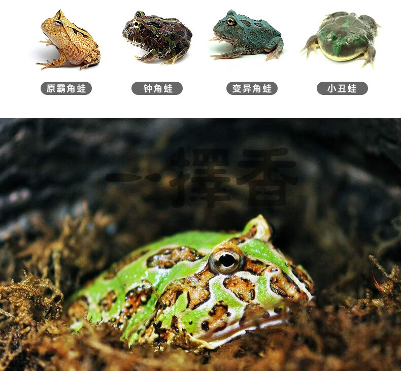 角蛙爬宠两栖宠物青蛙蝌蚪绿角蛙黄金角蛙观赏非洲牛蛙 绿角 黄金
