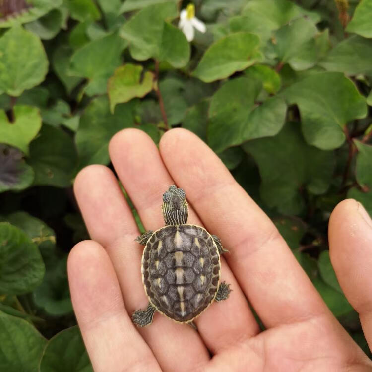花龟小乌龟活物珍珠龟六线草龟花龟苗活体宠物水龟长寿观赏龟 花龟 吃
