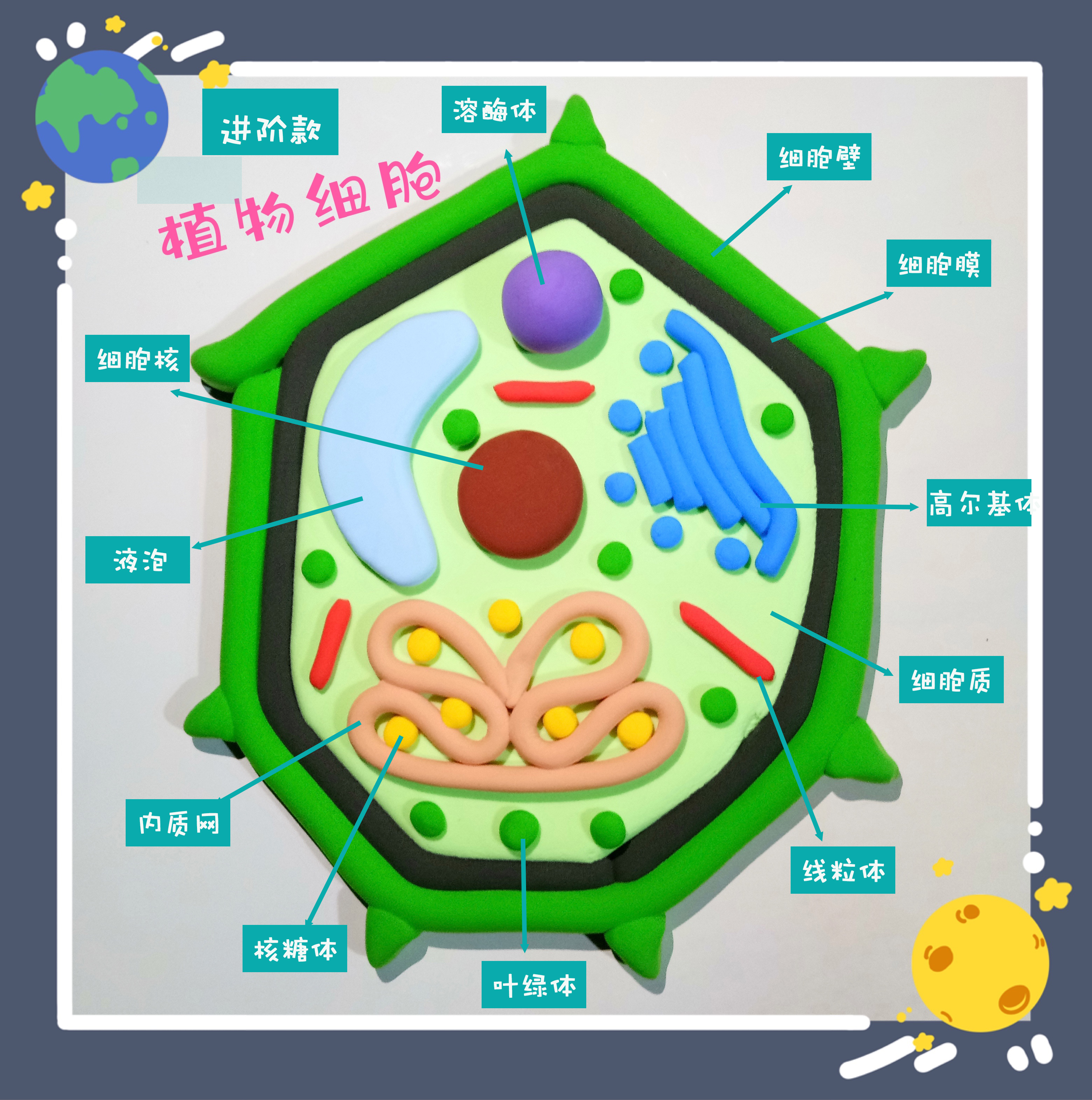 动植物细胞模型 动植物细胞模型diy材料初中生物课本同步黏土真核亚