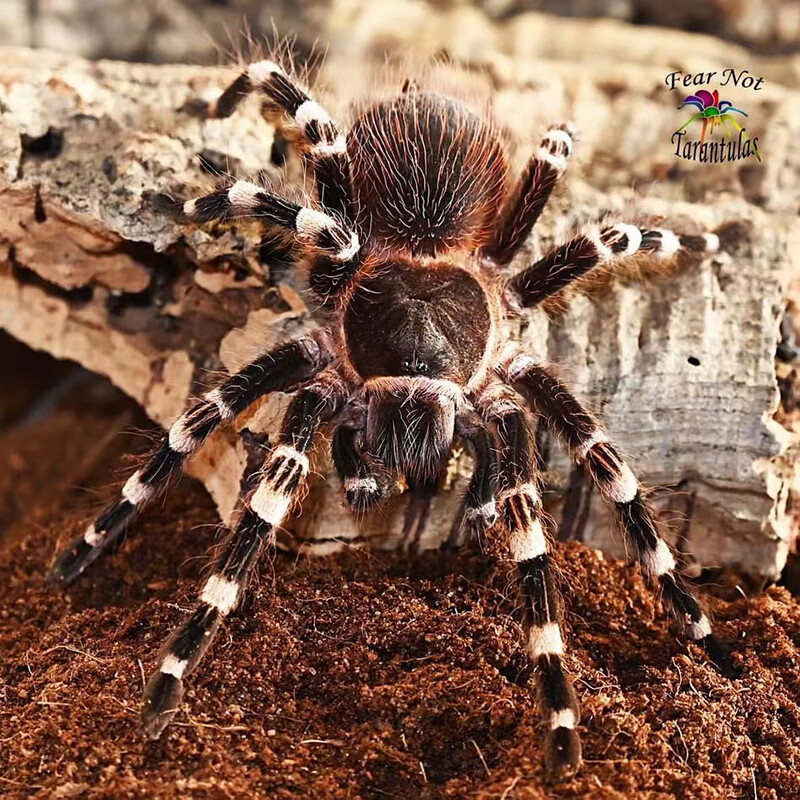 爬宠巴西巨人白漆白7头白膝头蜘蛛新手活体宠物 4-5厘米无套餐【图片